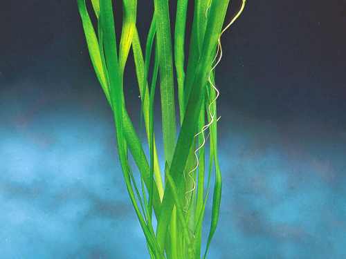 Vallisneria australis Gigantea - Wasserschraube